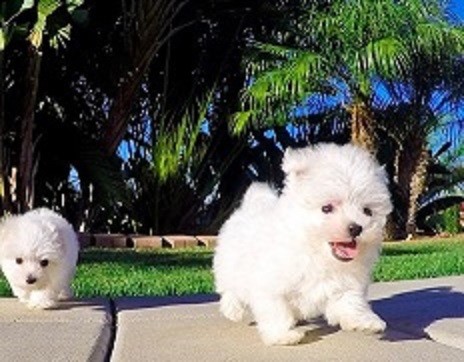  Cachorros Bichon Maltes en adopcion. Estos juguetones macho y hembra cachorros son 11 semanas todo listos para sus nuevos hogares. Ellos son vacunados, veterinario comprobado, desparasitada y tengo todos los registros veterinario. Han tomado sus vacunas y ahora listo para un nuevo hogar. Son muy suaves con paciente con otros perros y niños, harán una maravillosa adición a cualquier familia. Contactar ahora....
